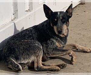 Mutt Dogs for adoption in Paso Robles, CA, USA
