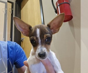 Rat-Cha Dogs for adoption in Castle Rock, CO, USA