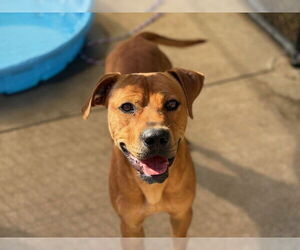 Redbone Coonhound-Unknown Mix Dogs for adoption in Tulsa, OK, USA