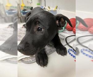 Labrador Retriever-Unknown Mix Dogs for adoption in Rosenberg, TX, USA