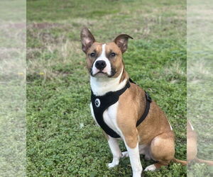 American Pit Bull Terrier-Unknown Mix Dogs for adoption in McKinney, TX, USA