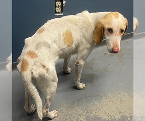 Treeing Walker Coonhound-Unknown Mix Dogs for adoption in Tallahassee, FL, USA