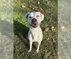 Boxer Dogs for adoption in Riverside, CA, USA