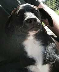 Rat Terrier-Unknown Mix Dogs for adoption in Paw Paw, WV, USA