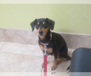 Chiweenie Dogs for adoption in Jacksonville, FL, USA