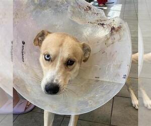 Siberian Husky-Unknown Mix Dogs for adoption in San Antonio, TX, USA