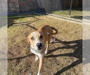 Labrador Retriever-Unknown Mix Dogs for adoption in Irving, TX, USA