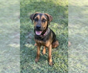 Mutt Dogs for adoption in Rockaway, NJ, USA