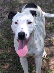 Dalmatian-Unknown Mix Dogs for adoption in Laurinburg, NC, USA