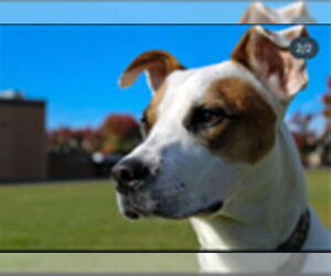 American Pit Bull Terrier-Unknown Mix Dogs for adoption in Ogden, UT, USA