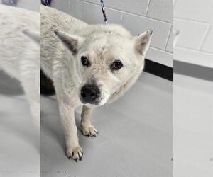 Mutt Dogs for adoption in Temple, TX, USA