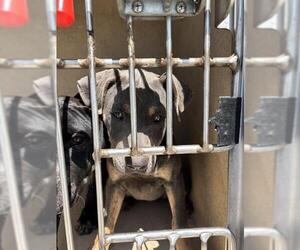 American Staffordshire Terrier-Unknown Mix Dogs for adoption in Oklahoma City, OK, USA