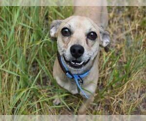 Chiweenie Dogs for adoption in Aurora, CO, USA