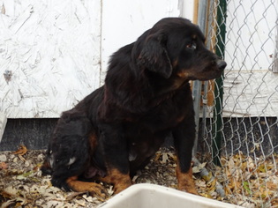 Rottweiler Dogs for adoption in Stover, MO, USA