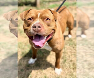 Mutt Dogs for adoption in Manahawkin, NJ, USA
