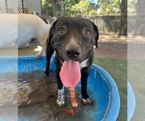 Borador Dogs for adoption in Santa Barbara, CA, USA