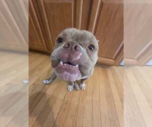 Bulldog-Unknown Mix Dogs for adoption in Spotsylvania, VA, USA