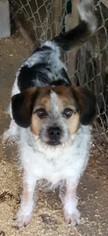 Medium Photo #1 Mutt Puppy For Sale in Baileyton, AL, USA
