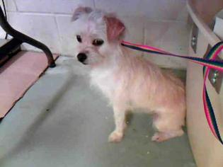 Jack Russell Terrier Dogs for adoption in San Jose, CA, USA