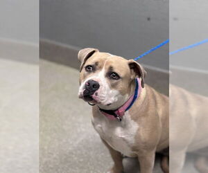 Mutt Dogs for adoption in Las Vegas, NV, USA