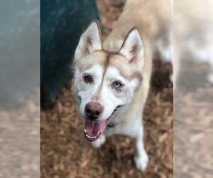 Siberian Husky Dogs for adoption in Chillicothe, OH, USA