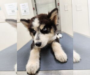 Siberian Husky Dogs for adoption in garner, NC, USA