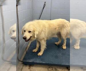 Great Pyrenees Dogs for adoption in Woodland, CA, USA