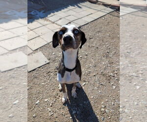 Catahoula Leopard Dog-Unknown Mix Dogs for adoption in Evansville, IN, USA