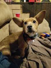 Dorgi Dogs for adoption in Glen Haven, WI, USA