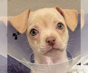 Mutt Dogs for adoption in Pleasanton, CA, USA