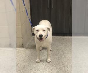 Mutt Dogs for adoption in Conroe, TX, USA