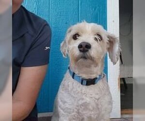 Lhasa-Poo Dogs for adoption in Phoenix, AZ, USA