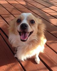 Pomeranian Dogs for adoption in Centreville, VA, USA