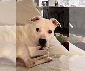 American Pit Bull Terrier-Unknown Mix Dogs for adoption in Plainfield, IL, USA