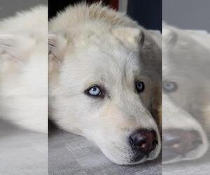 Siberian Husky-Unknown Mix Dogs for adoption in Brights Grove, Ontario, Canada