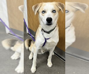 Carolina Dog-Siberian Husky Mix Dogs for adoption in Forestville, MD, USA