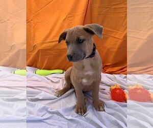 German Shepherd Dog-Unknown Mix Dogs for adoption in Cottonwood, AZ, USA