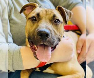 Bullboxer Pit Dogs for adoption in Fairfax, VA, USA