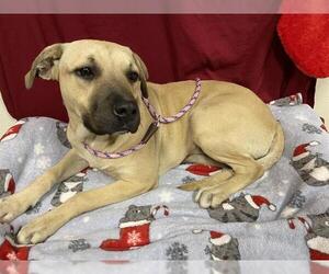 German Shepherd Dog-Unknown Mix Dogs for adoption in Modesto, CA, USA