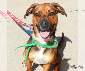 Beagle-Unknown Mix Dogs for adoption in Washington, DC, USA