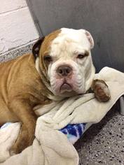 Bulldog Dogs for adoption in Parma, OH, USA