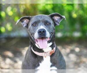 American Bulldog-Unknown Mix Dogs for adoption in Tavares, FL, USA