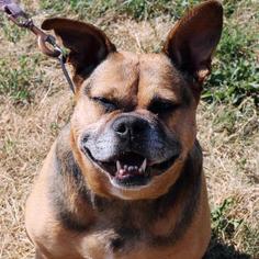 Puggle Dogs for adoption in Ann Arbor, MI, USA
