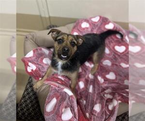 Mutt Dogs for adoption in Chula Vista, CA, USA