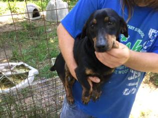 Dachshund Dogs for adoption in Conroe, TX, USA