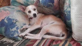 Chiweenie Dogs for adoption in Sanderson, FL, USA