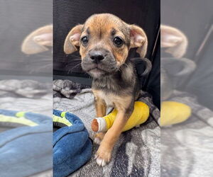 Labrador Retriever-Unknown Mix Dogs for adoption in Tarrytown, GA, USA