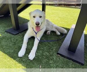 German Shepherd Dog Dogs for adoption in Orange, CA, USA