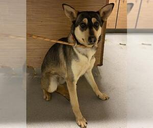 Carolina Dog-Unknown Mix Dogs for adoption in Modesto, CA, USA