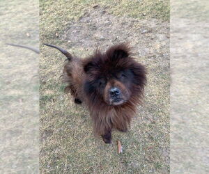 Chow Chow Dogs for adoption in Prescott, Ontario, Canada